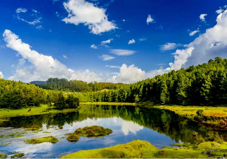 Ooty | Coonoor | Mysore